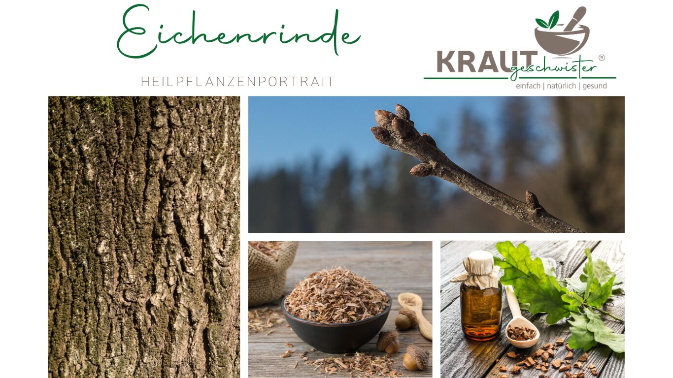 Eichenrinde – Heilpflanzenportrait
