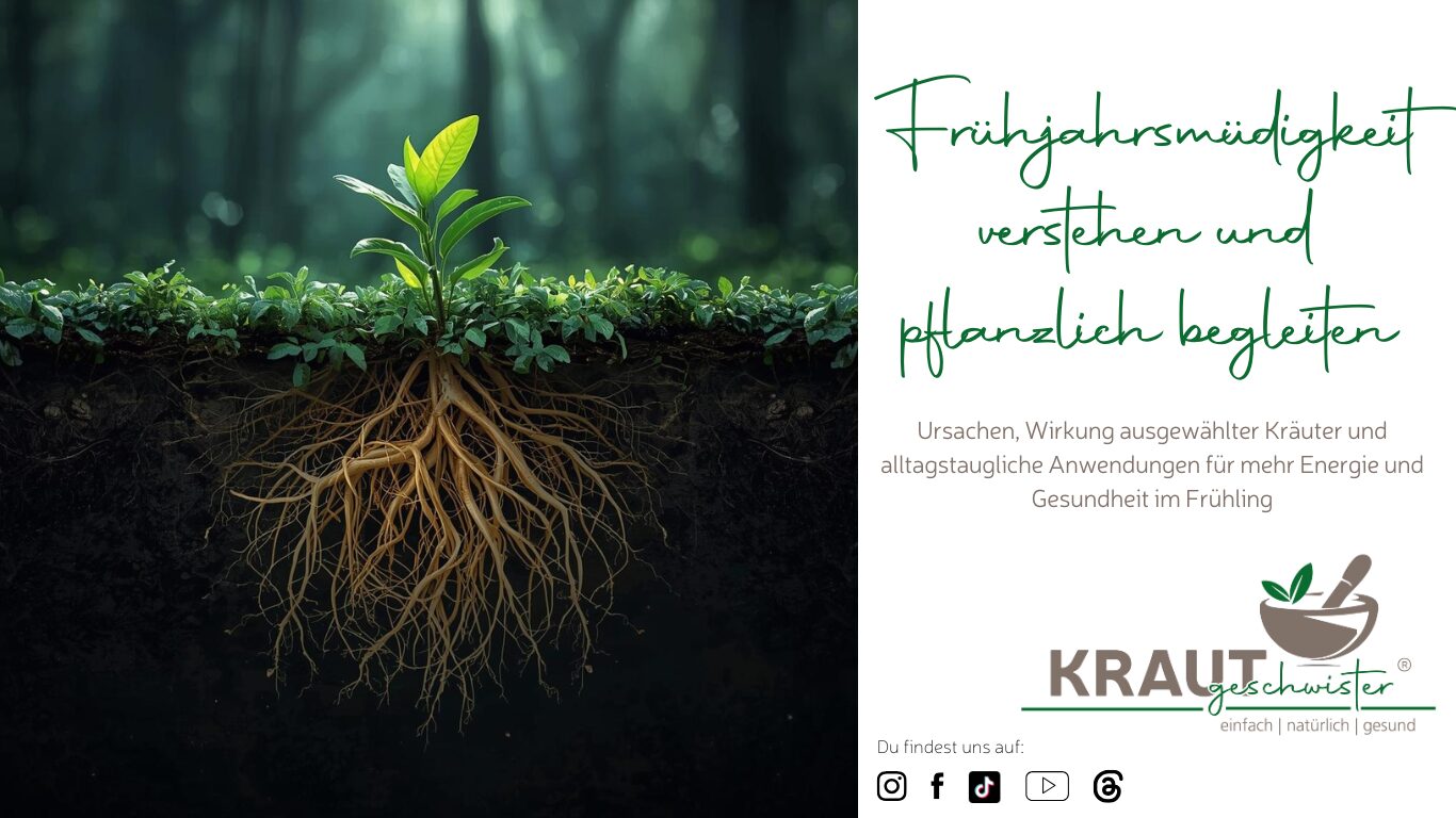 Mehr über den Artikel erfahren Frühjahrsmüdigkeit verstehen und pflanzlich begleiten