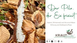 Der Pilz, der Eis frisiert