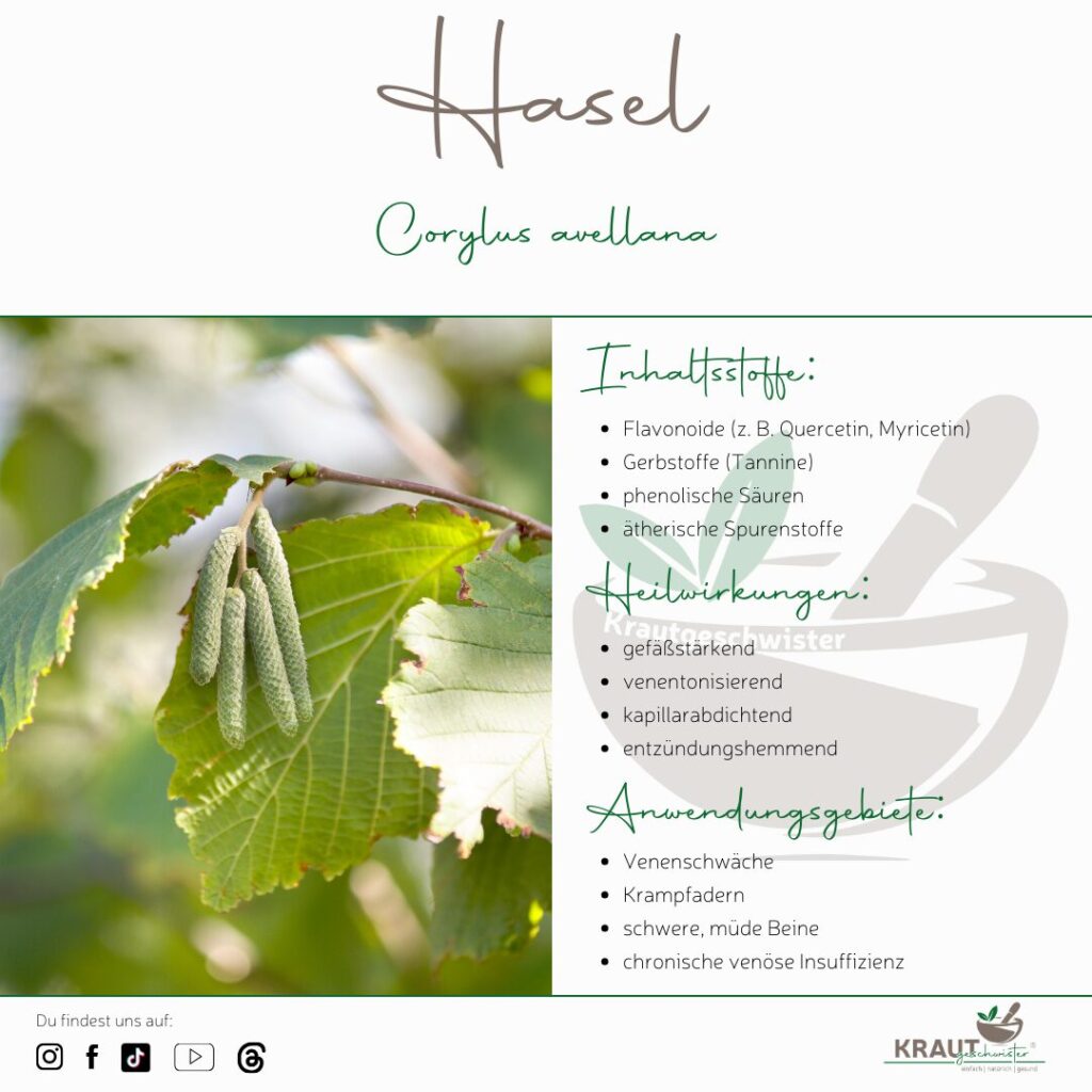 Hasel – Heilpflanzenportrait