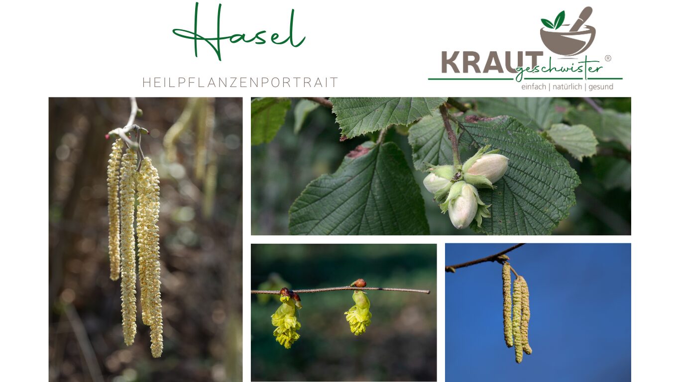 Hasel – Heilpflanzenportrait