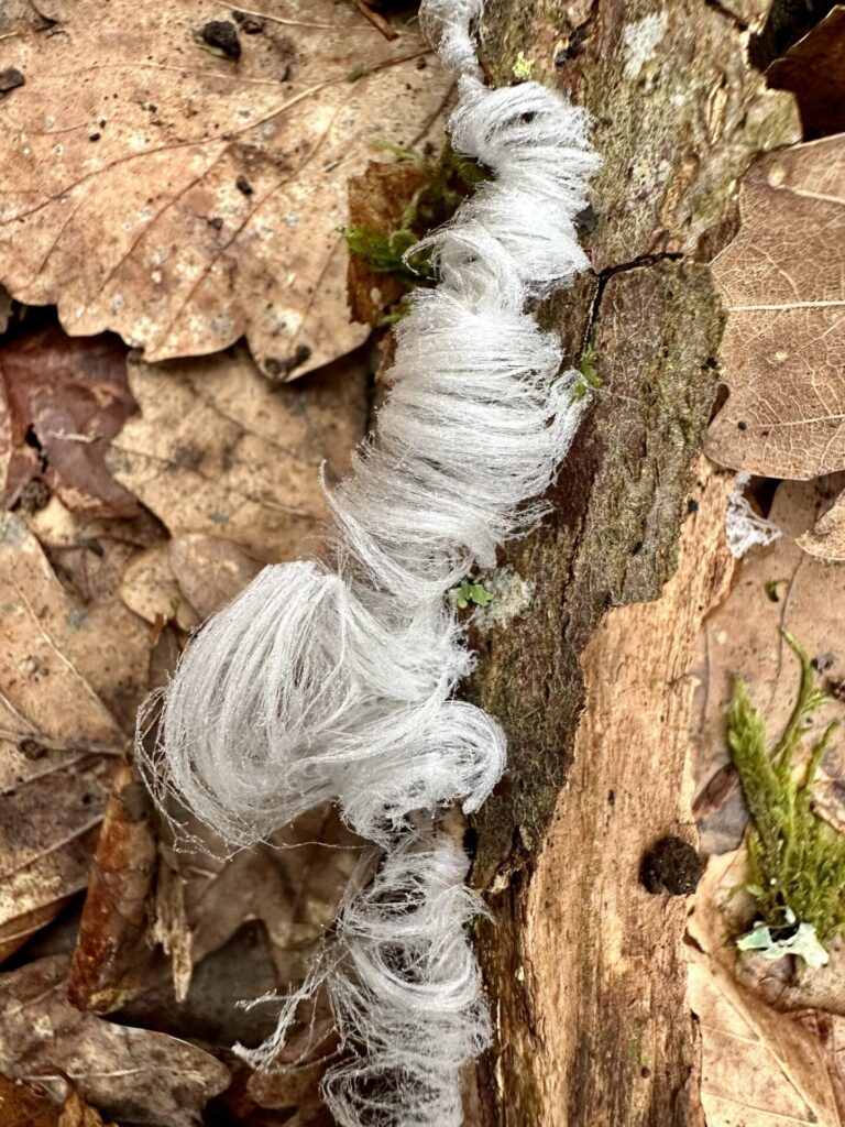 Der Pilz, der Eis frisiert