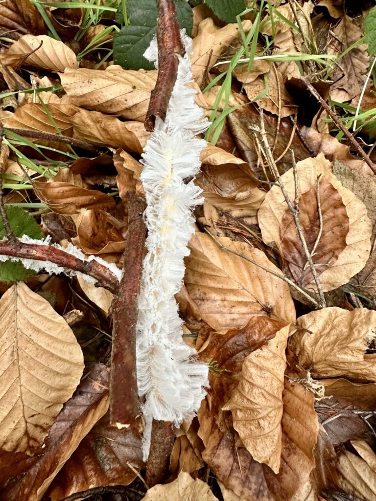 Der Pilz, der Eis frisiert