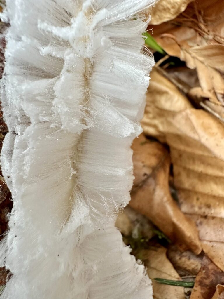 Der Pilz, der Eis frisiert