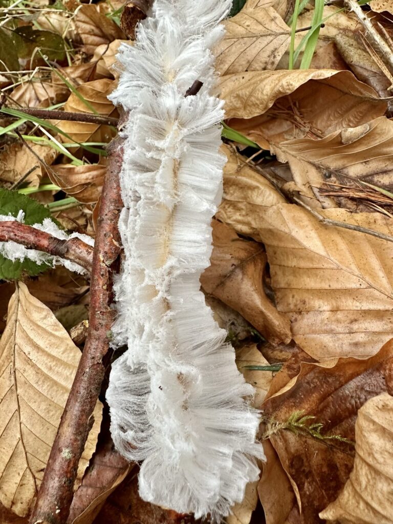 Der Pilz, der Eis frisiert