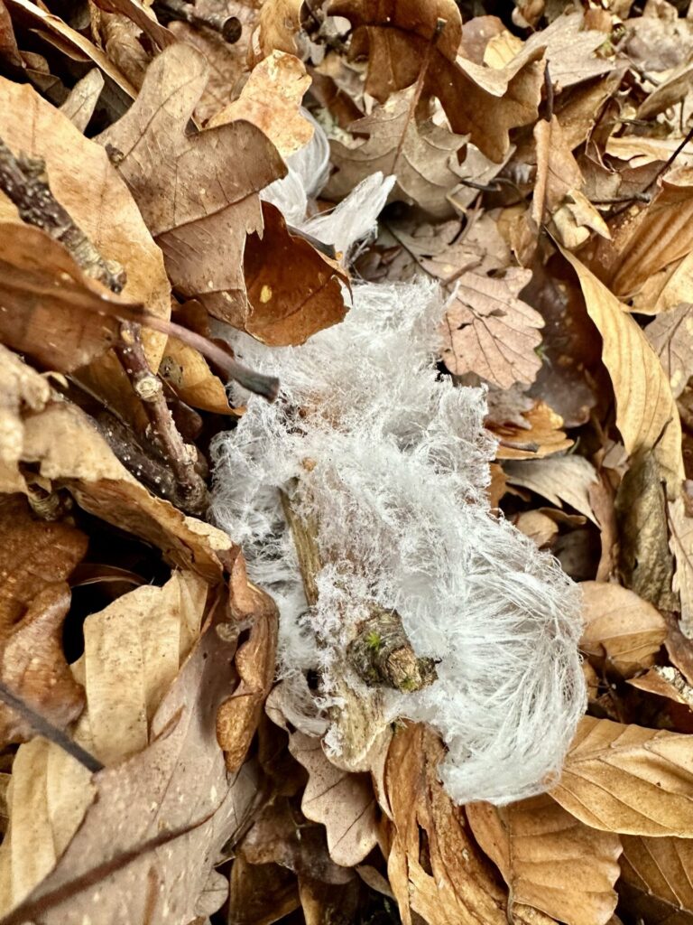 Der Pilz, der Eis frisiert