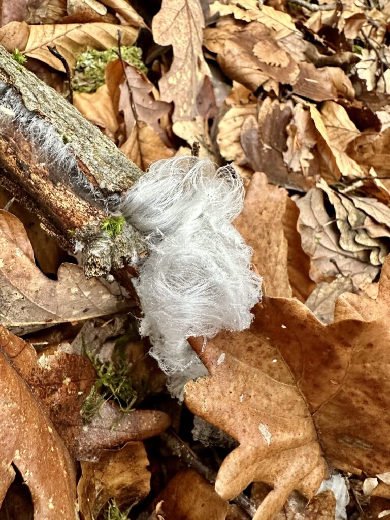 Der Pilz, der Eis frisiert