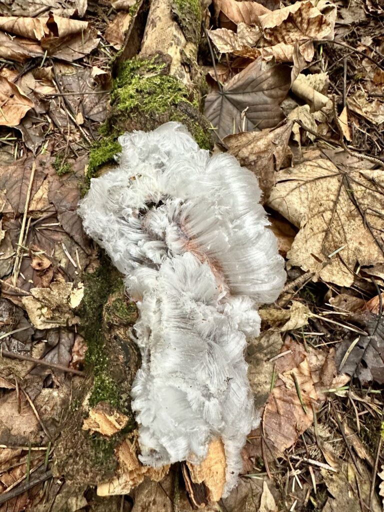 Der Pilz, der Eis frisiert