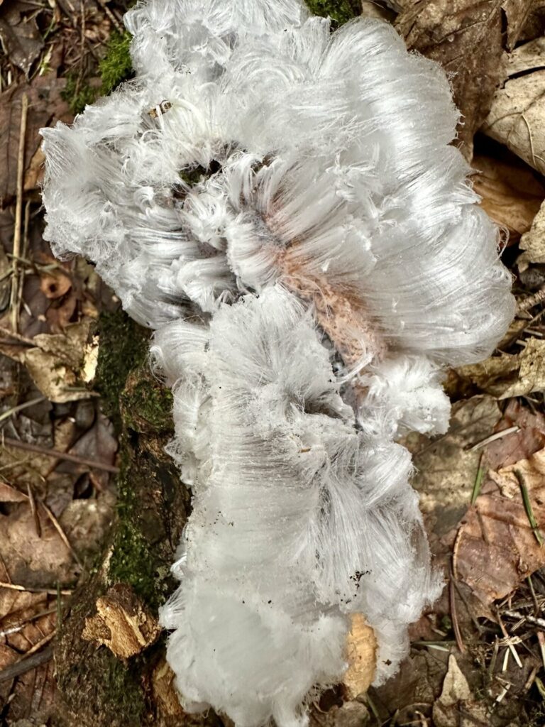 Der Pilz, der Eis frisiert