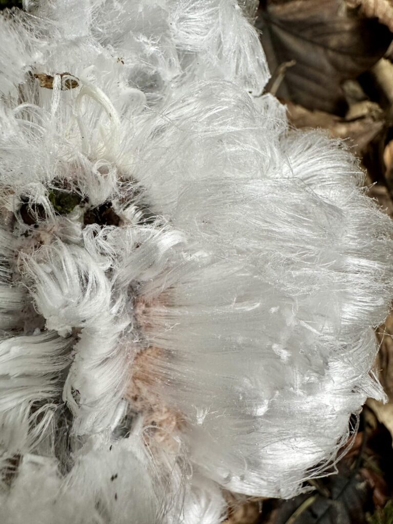 Der Pilz, der Eis frisiert