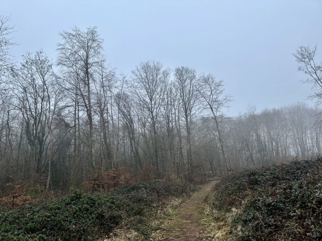 Der Pilz, der Eis frisiert