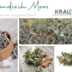 Isländisch Moos – Heilpflanzenportrait