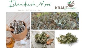Isl&auml;ndisch Moos – Heilpflanzenportrait