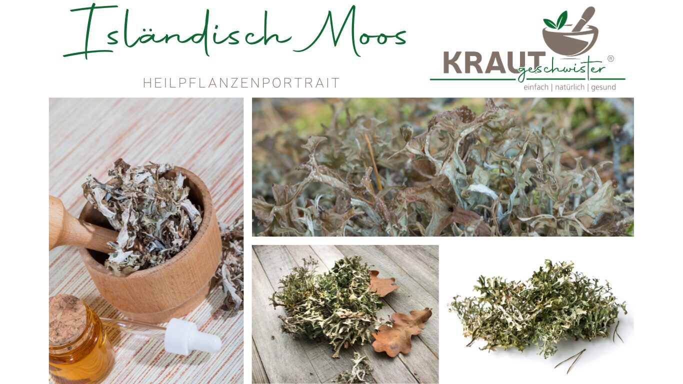 Mehr über den Artikel erfahren Isländisch Moos – Heilpflanzenportrait