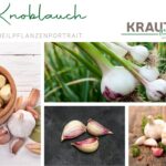 Knoblauch – Heilpflanzenportrait