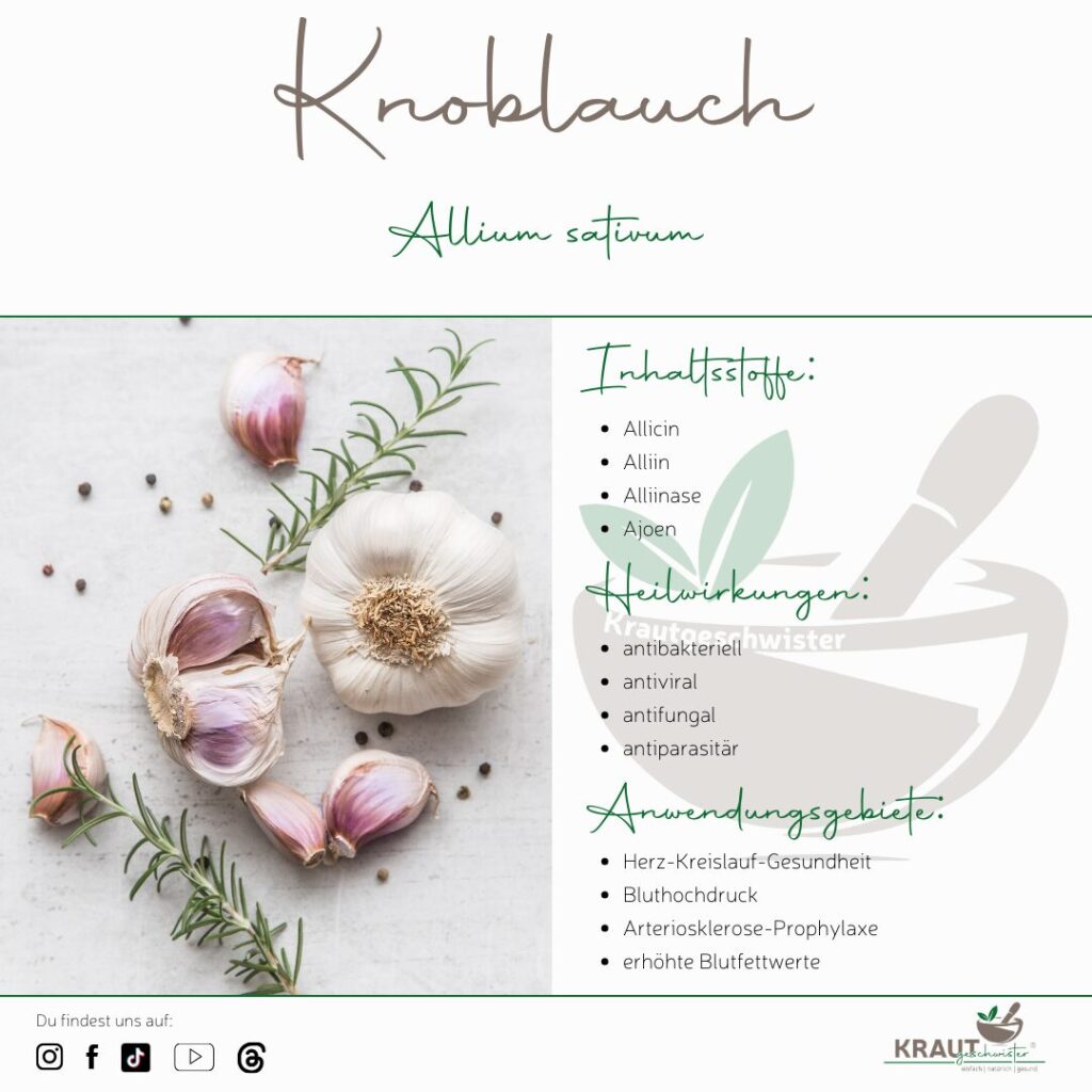 Knoblauch – Heilpflanzenportrait