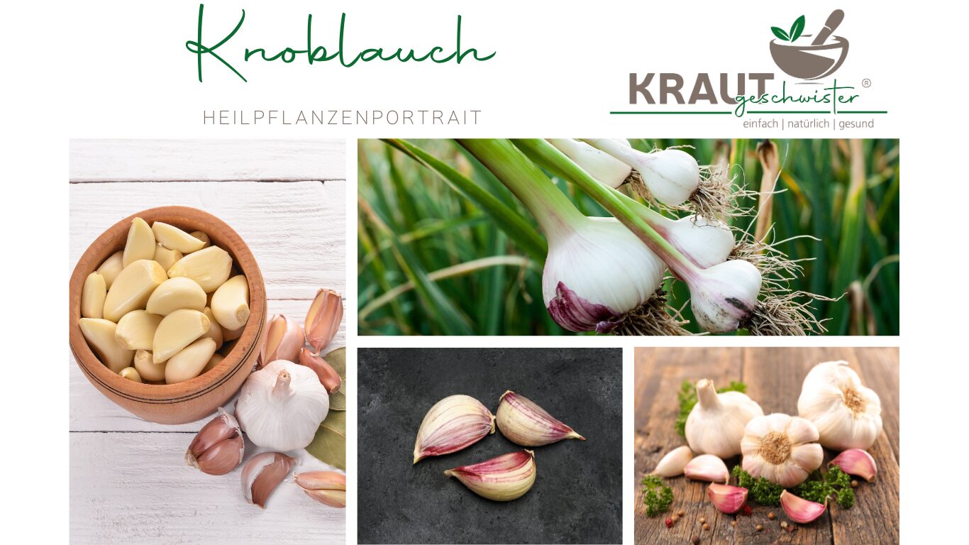 Knoblauch – Heilpflanzenportrait