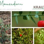Mäusedorn – Heilpflanzenportrait