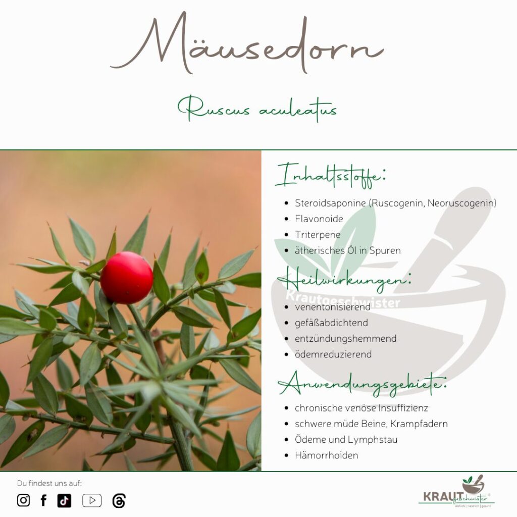 M&auml;usedorn – Heilpflanzenportrait