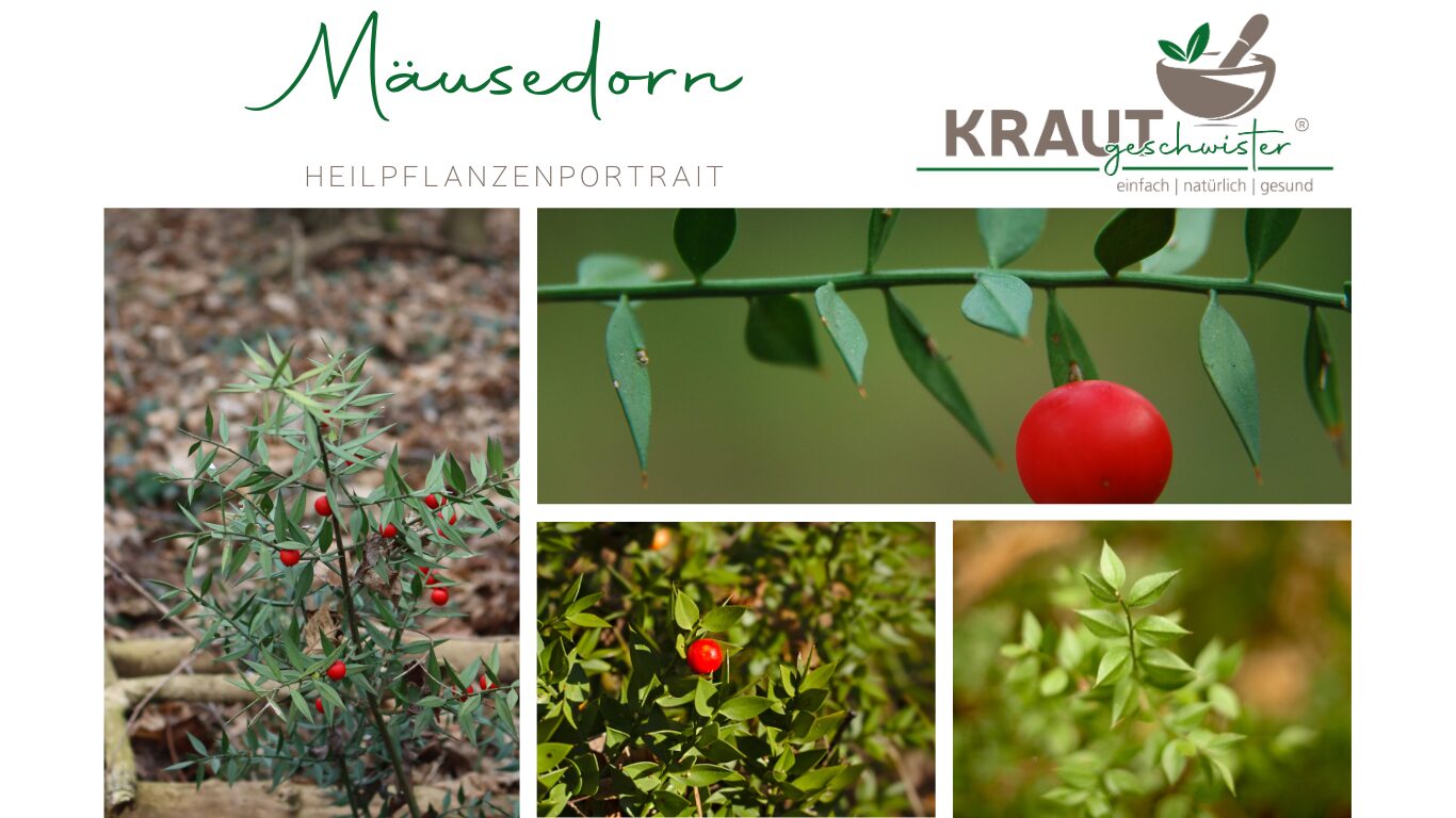 M&auml;usedorn – Heilpflanzenportrait