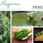Majoran – Heilpflanzenportrait