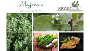 Majoran &ndash; Heilpflanzenportrait