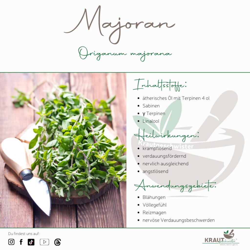 Majoran &ndash; Heilpflanzenportrait