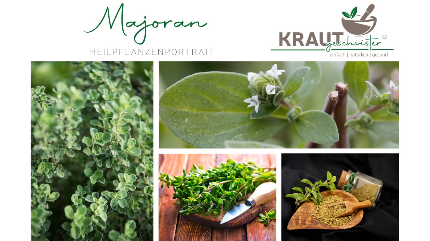 Mehr über den Artikel erfahren Majoran – Heilpflanzenportrait