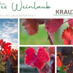 Rotes Weinlaub – Heilpflanzenportrait