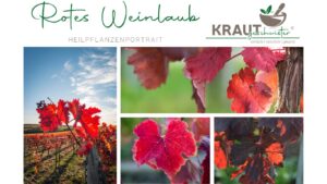 Rotes Weinlaub – Heilpflanzenportrait
