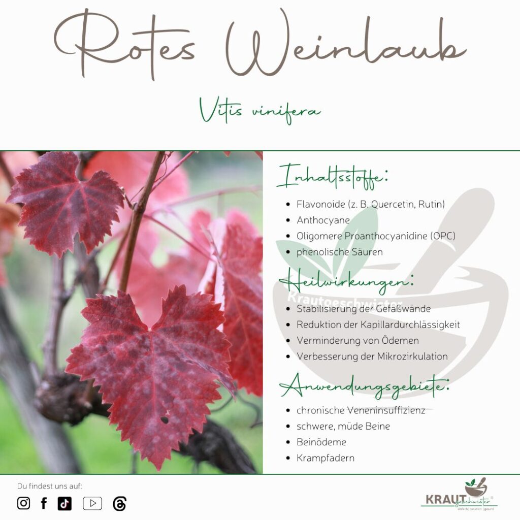 Rotes Weinlaub – Heilpflanzenportrait