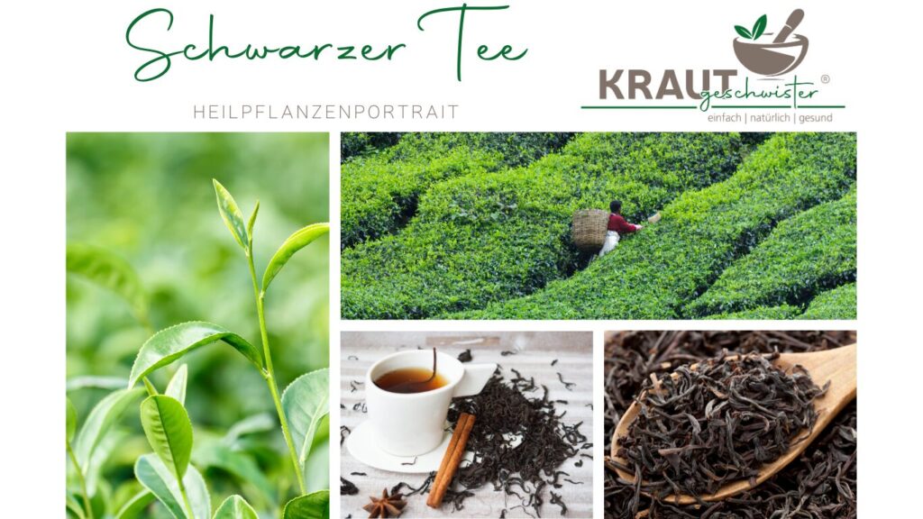 Erkltung Schwarzer Tee