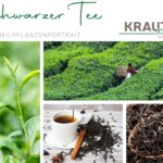 Schwarzer Tee – Heilpflanzenportrait