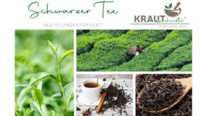 Schwarzer Tee – Heilpflanzenportrait