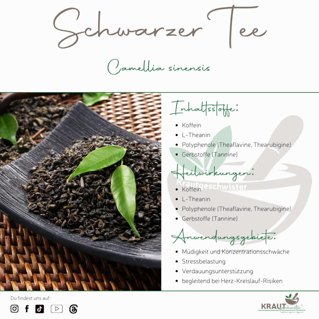 Schwarzer Tee – Heilpflanzenportrait