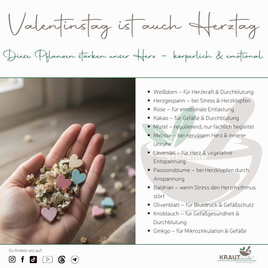 Herzpflanzen zum Valentinstag