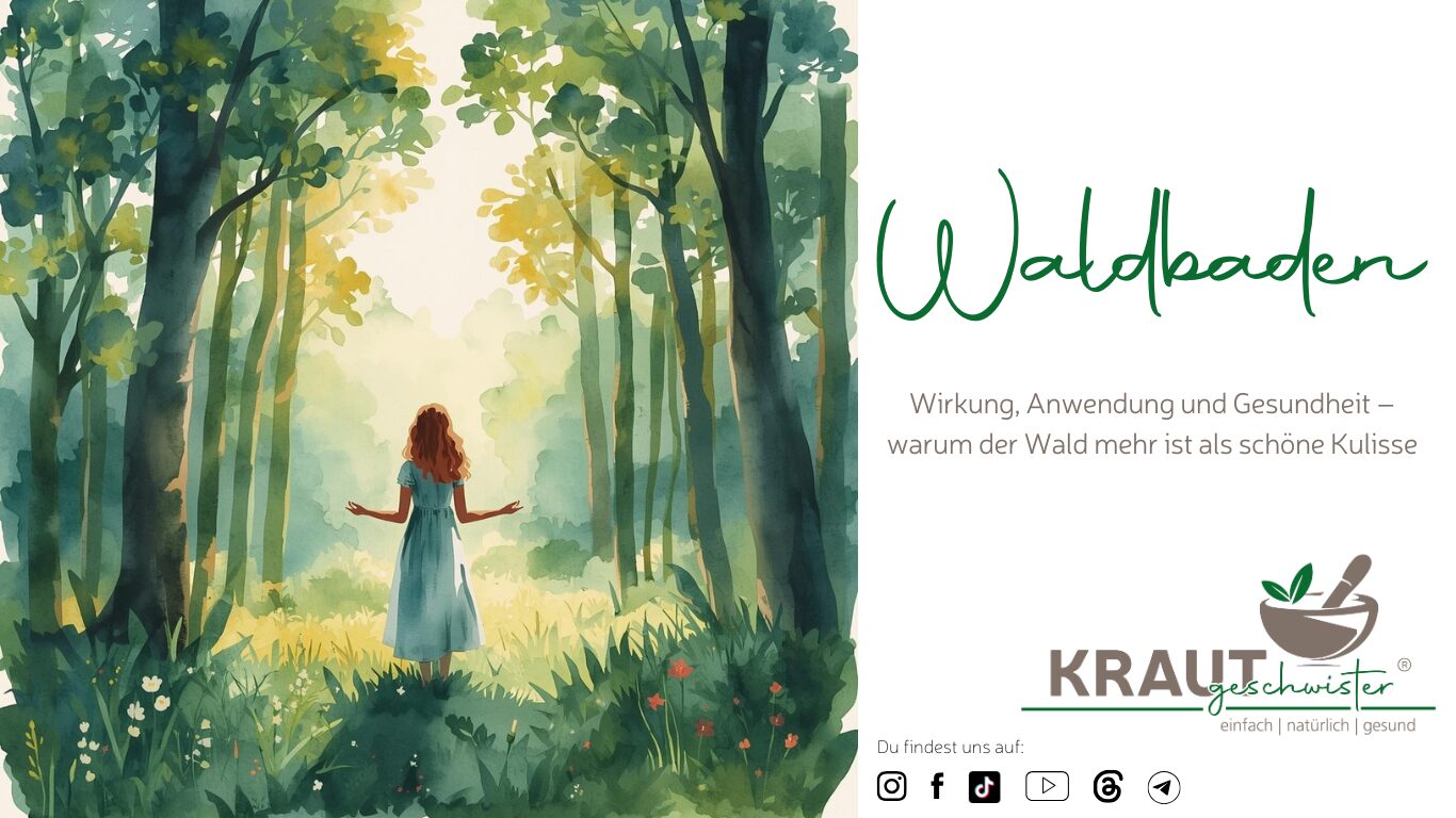 Mehr über den Artikel erfahren Waldbaden