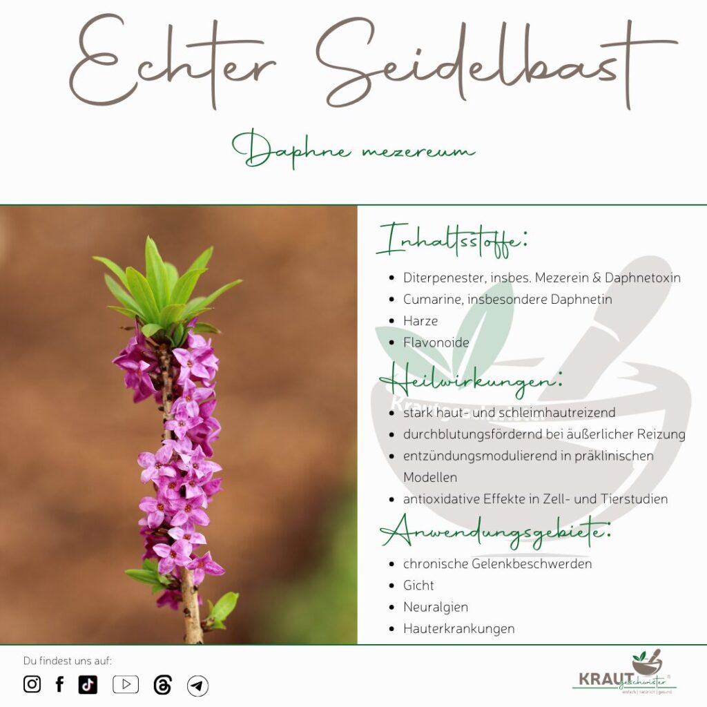 Echter Seidelbast – Pflanzenportrait