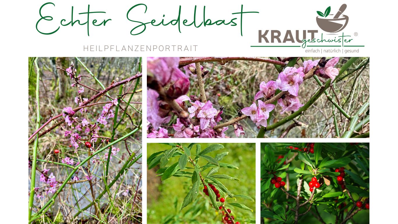 Mehr über den Artikel erfahren Echter Seidelbast – Pflanzenportrait