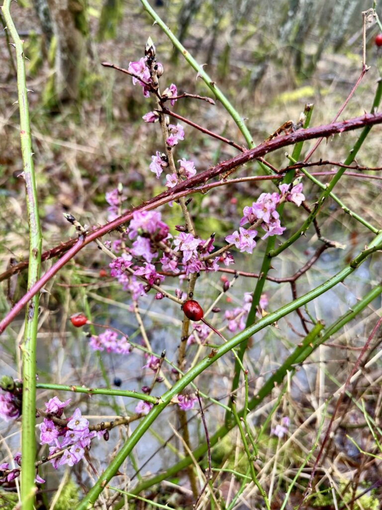 Echter Seidelbast – Pflanzenportrait