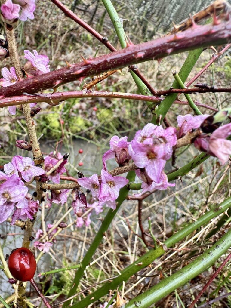 Echter Seidelbast – Pflanzenportrait