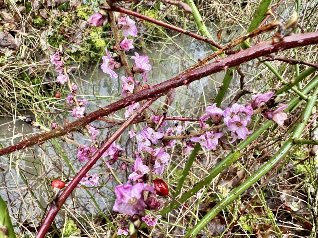 Echter Seidelbast – Pflanzenportrait