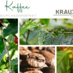 Kaffee – Heilpflanzenportrait