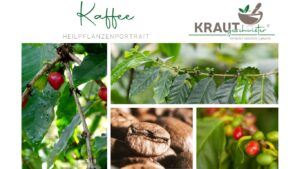 Kaffee – Heilpflanzenportrait