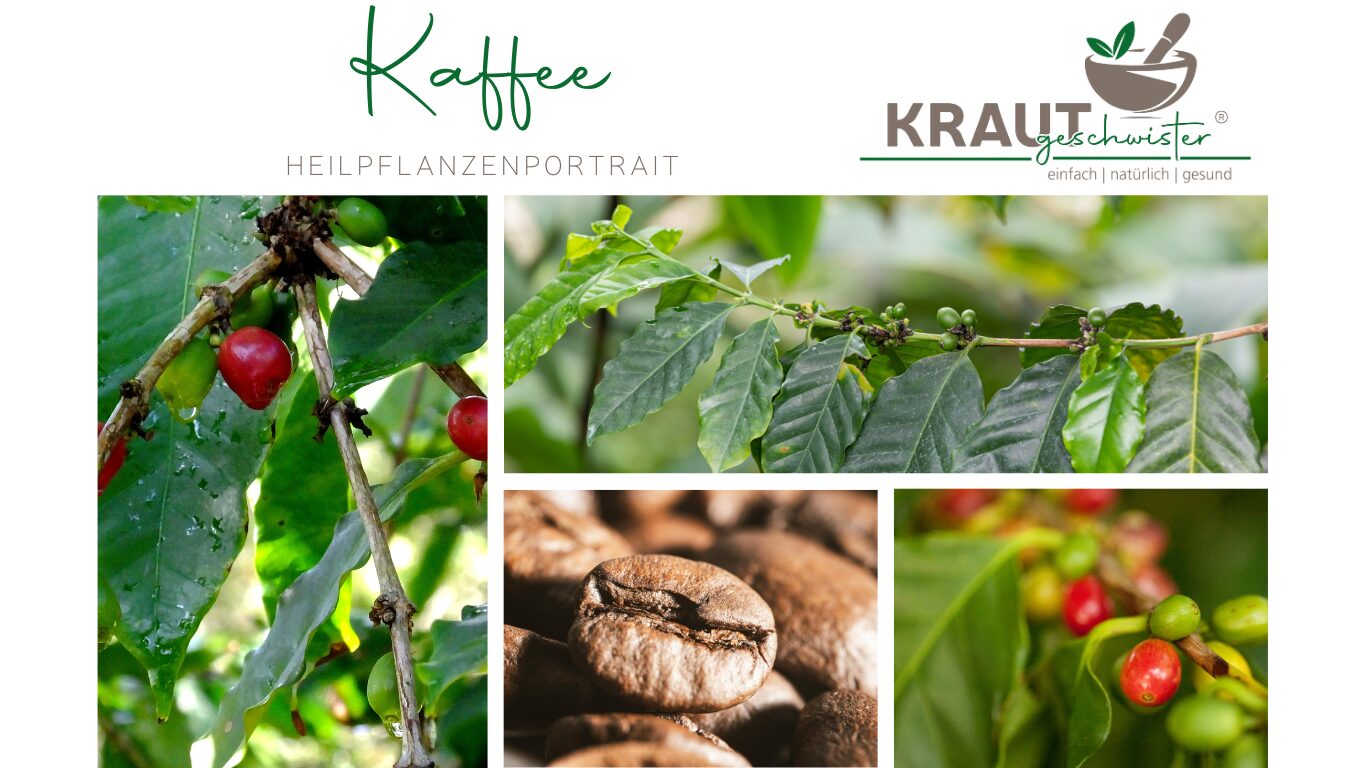 Mehr über den Artikel erfahren Kaffee – Heilpflanzenportrait