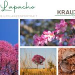 Lapacho – Heilpflanzenportrait