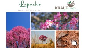 Lapacho – Heilpflanzenportrait