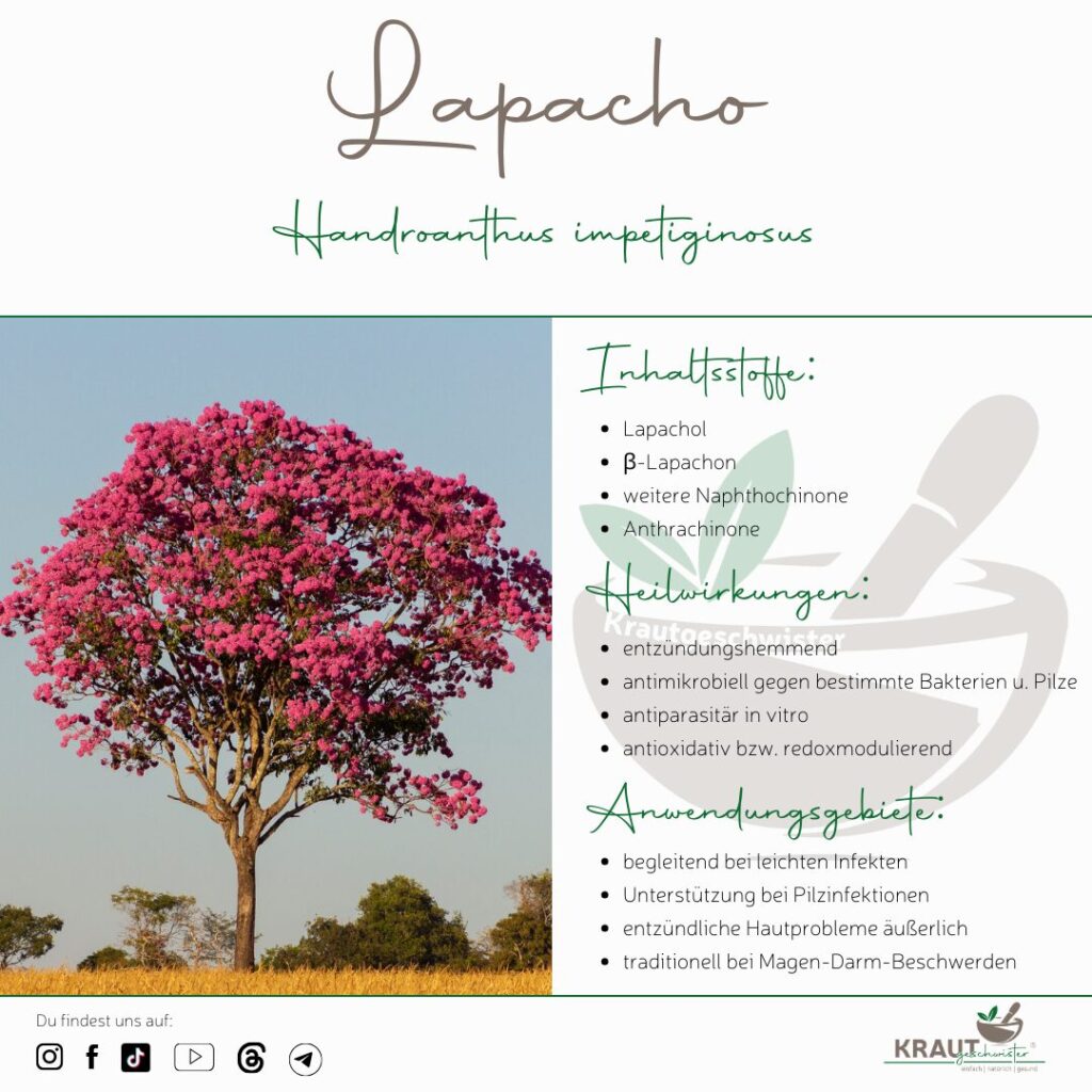 Lapacho – Heilpflanzenportrait