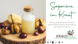 Saponine im Kraut