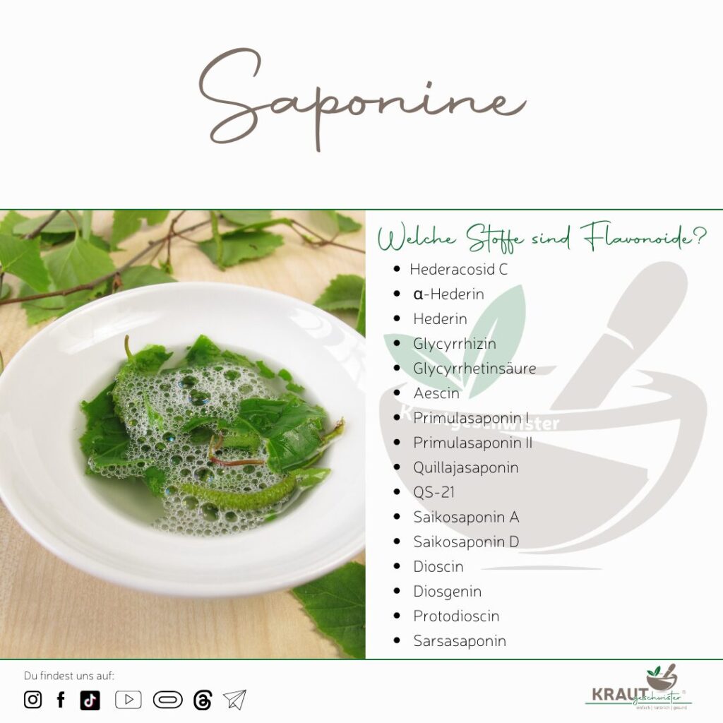 Saponine im Kraut